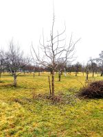 IMG20250310151601